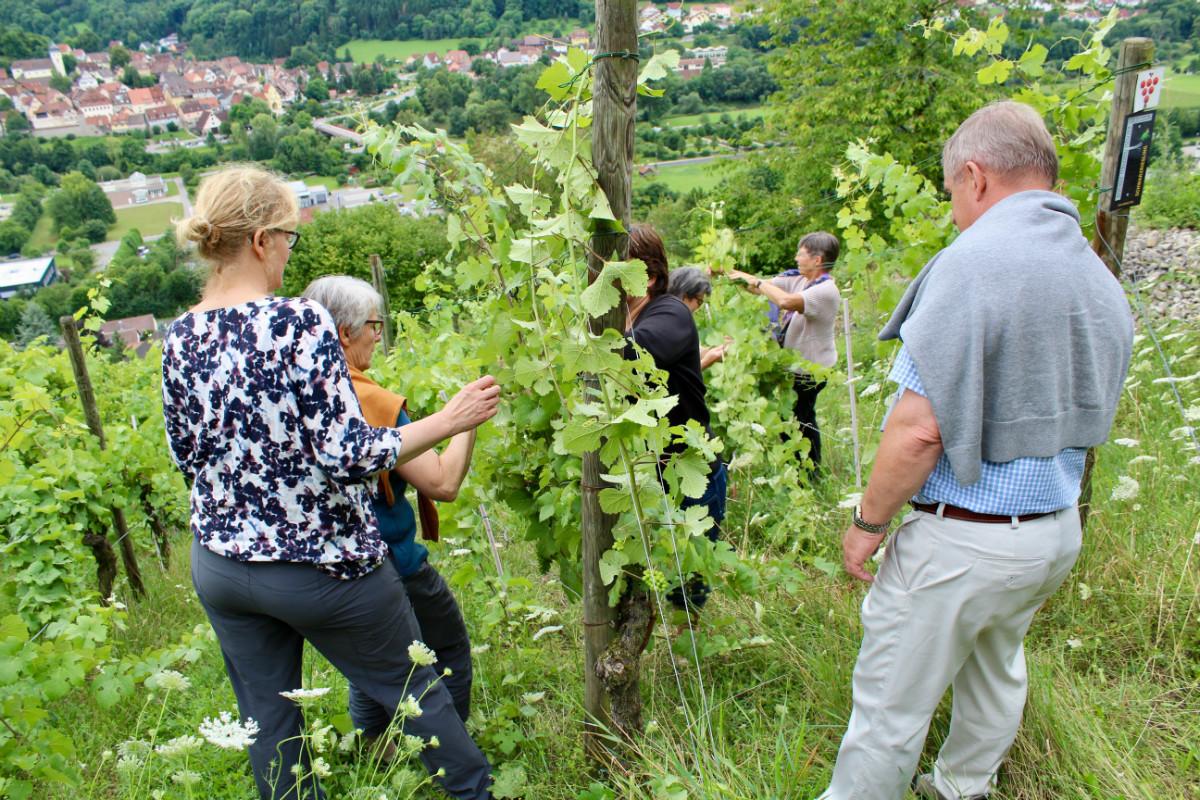 10.Weinberg-Einsatz.jpg